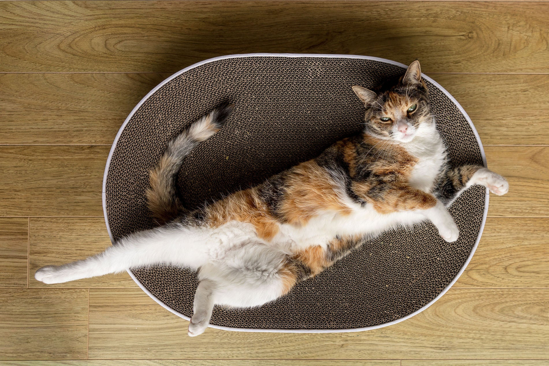 How to Choose the Right Cat Scratcher Bed