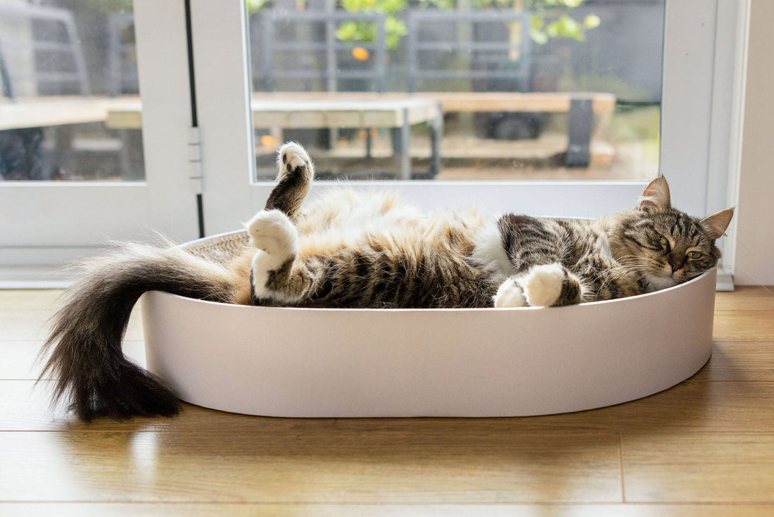 Cardboard vs Foam Cat Beds: Which Is Better for Your Cat?