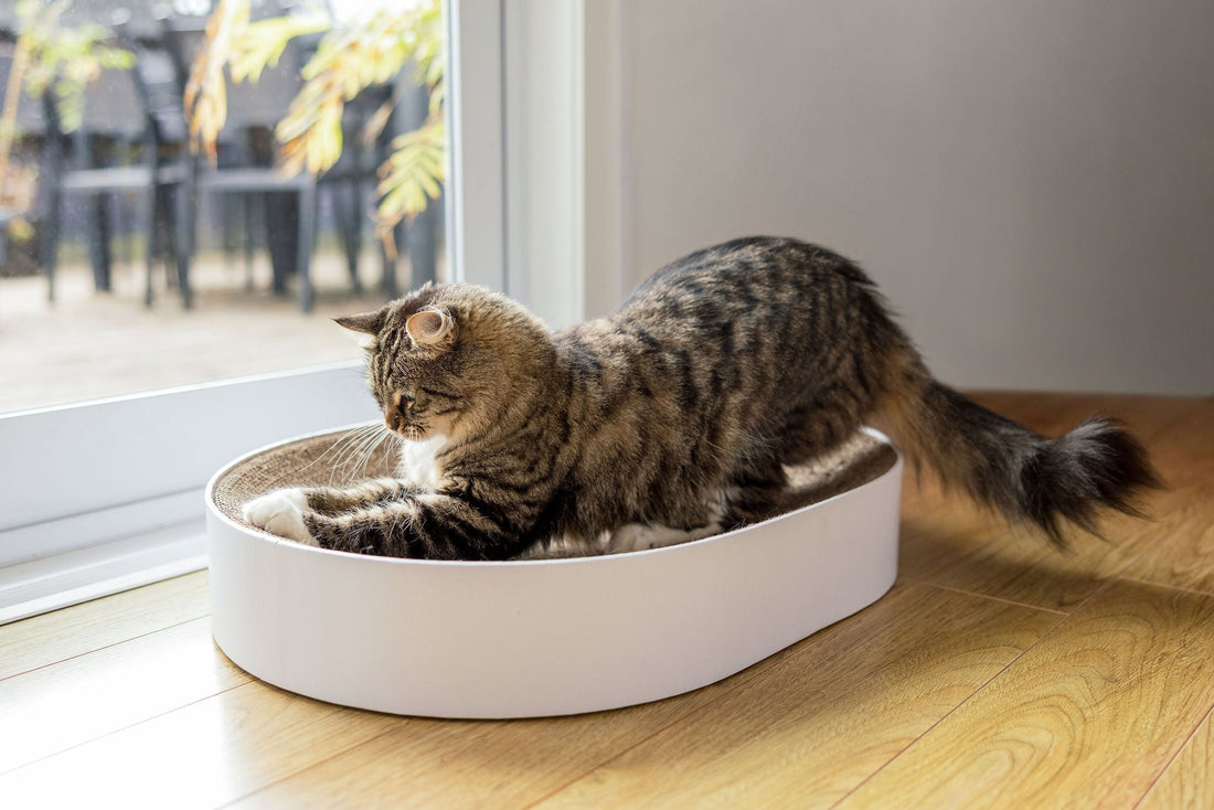 Why Your Cat Scratches, And Why You Should Let Them
