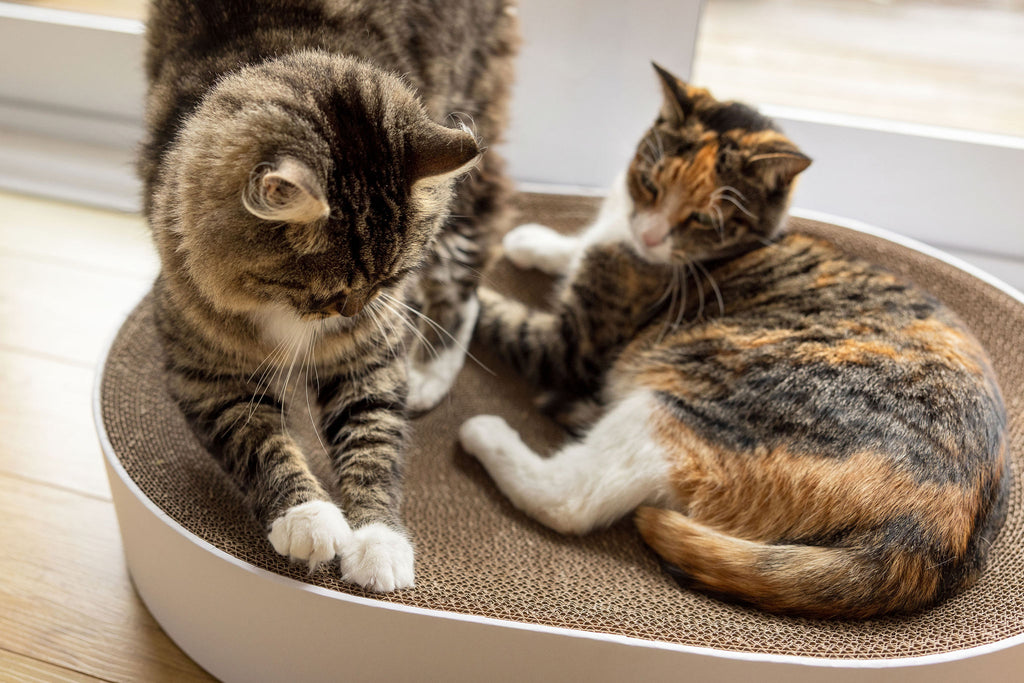 The PAUWZ Deluxe Lounger