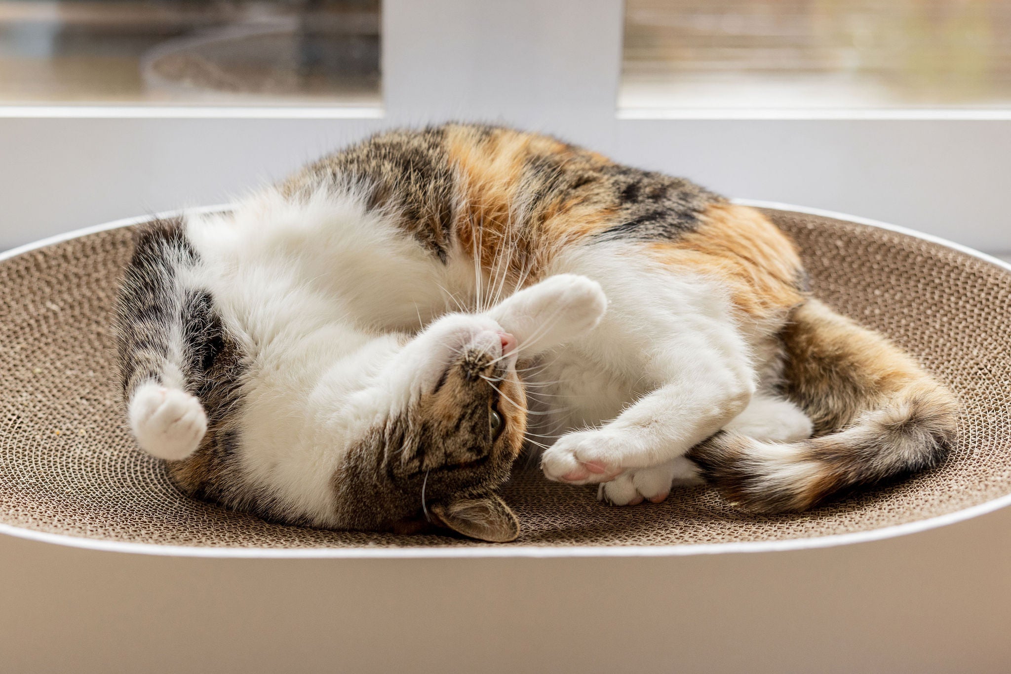 The PAUWZ Deluxe Lounger