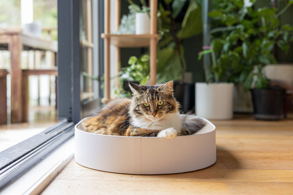The PAUWZ Deluxe Lounger