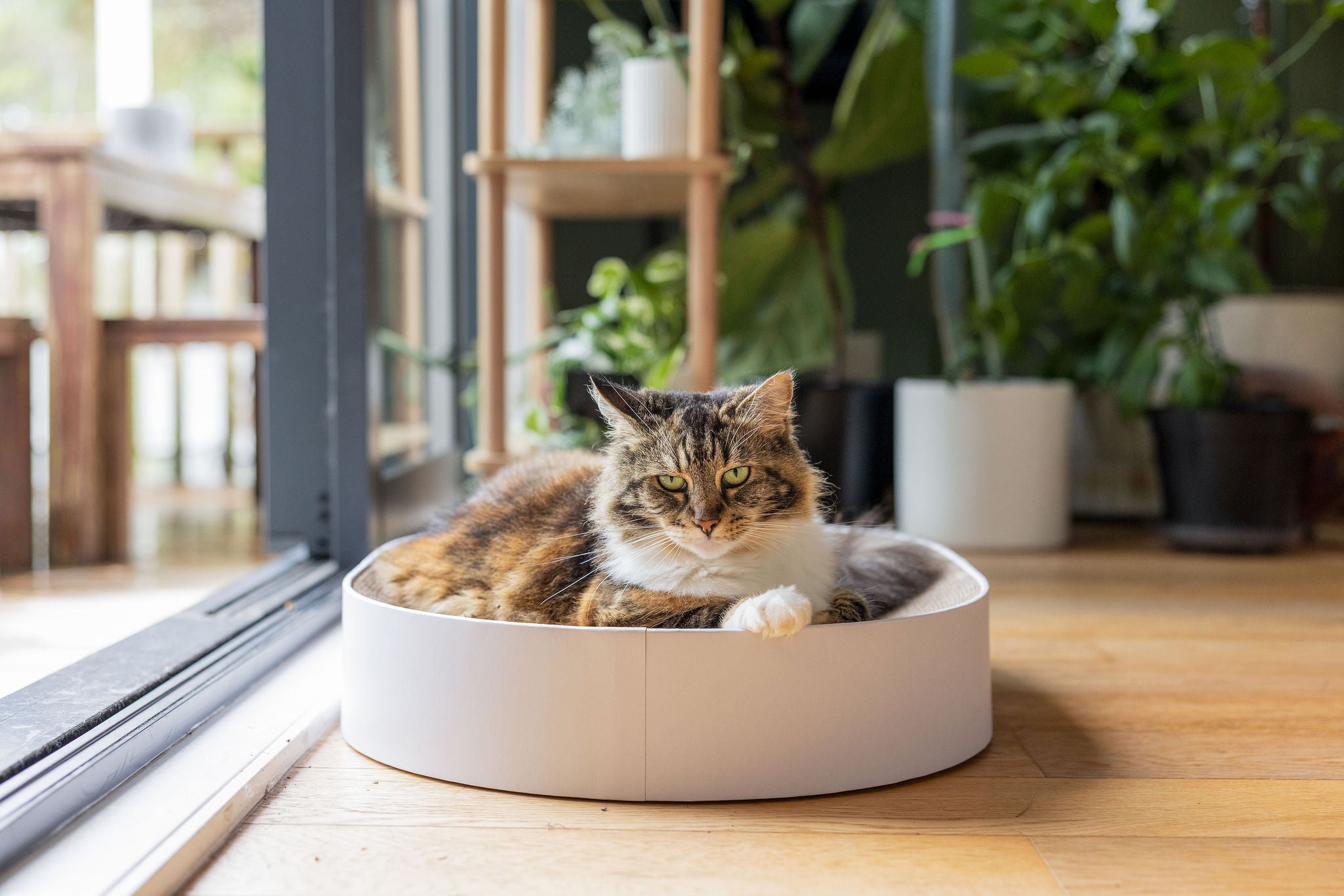 The PAUWZ Deluxe Lounger